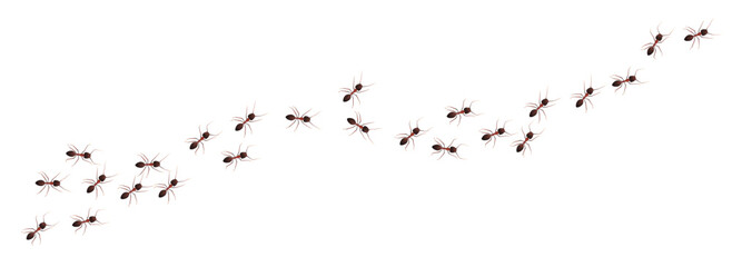 Fototapeta premium Ant trail walking in colony in black and brown color