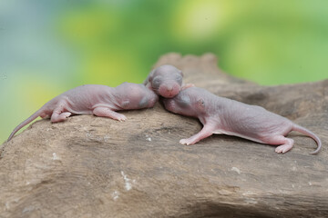 A number of baby mice are resting in their nest. This rodent has the scientific name Rattus rattus.