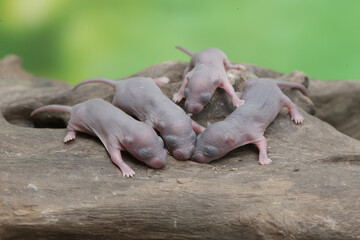 A number of baby mice are resting in their nest. This rodent has the scientific name Rattus rattus.