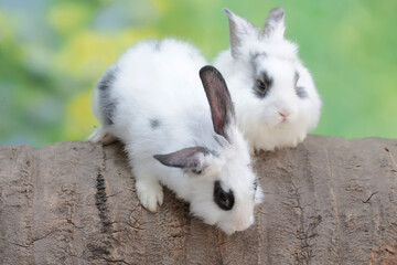 Two young rabbits are resting on a fallen coconut tree trunk. This rodent has the scientific name Lepus negricollis.