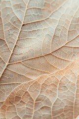A detailed shot of a single leaf with a soft, out-of-focus background