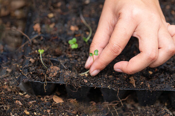 Close-up of seedling and human hand,Close-up of a human hand holding a seedling, including planting the seedlings, the concept of Earth Day, and the global warming reduction campaign.