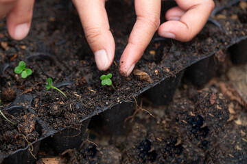 Close-up of seedling and human hand,Close-up of a human hand holding a seedling, including planting the seedlings, the concept of Earth Day, and the global warming reduction campaign.