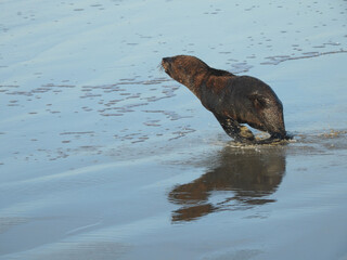 Fototapeta premium Sea lion cub