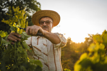 Senior man farmer work and pruning grape in the vineyard