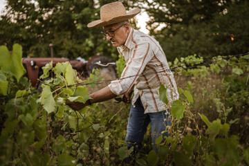 Senior man farmer work and pruning grape in the vineyard