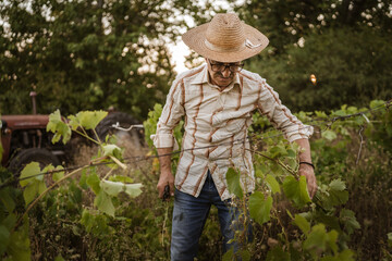 Senior man farmer work and pruning grape in the vineyard