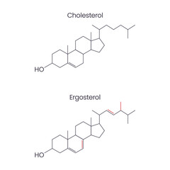 Obraz premium cholesterol versus ergosterol chemical structure graphic design