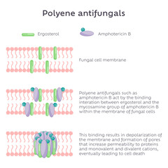 Polyene Antifungal mode of action illustration graphic