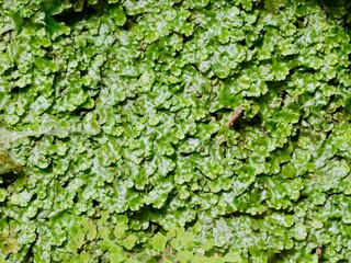 The great scented liverwort or snakeskin liverwort (Conocephalum conicum), green liverwort on the wall, belonging to class Marchantiopsida.