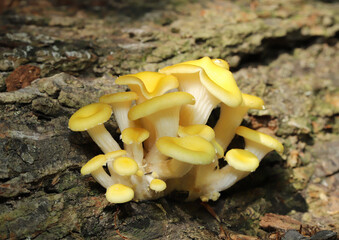 A group of Golden Oyster Mushrooms (Pleurotus citrinopileatus) growing in a fallen tree in an Ohio...