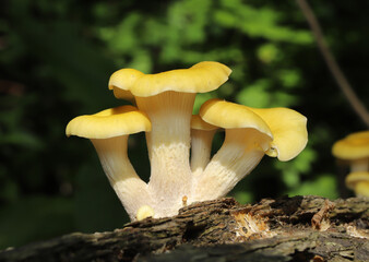 Close-up of Golden Oyster Mushrooms (Pleurotus citrinopileatus) growing out of a dead log. These edible mushrooms were introduced to North America from Asia through food cultivation. 