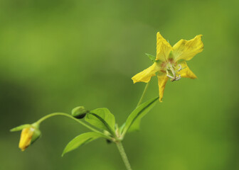 A yellow flower of a Fringed loosestrife (Lysimachia ciliata) photographed in Ohio in July. 