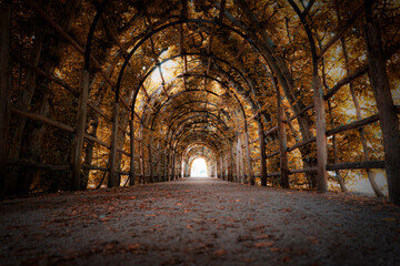 Obraz premium Charming Forest Tunnel of Branches and Trees, Rustic Autumn Path with Canopy of Leaves, Light and Shadows Creating a Tranquil Atmosphere for Nature Walks, parks and green spaces Outdoors