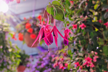 フクシアの花