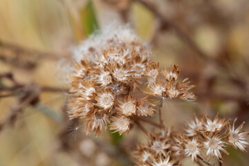 Obraz premium Open and dried flowers that release fine white floating seeds