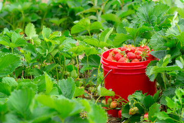 Red pail with strawberries among green foliage in summer garden.