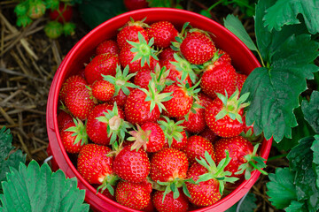 Red pail with strawberries among green foliage in summer garden.