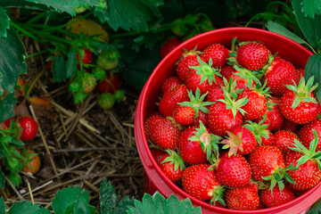 Red pail with strawberries among green foliage in summer garden.