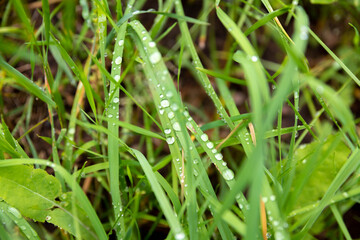 water drops on the green grass
