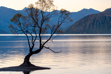 That Wanaka Tree - New Zealand