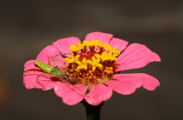 Green Lynx Spider (Peucetia viridans) on the pink petals of a Zinnia.  This spider is harmless to people, but consumes many insects, including pollinators that visit garden flowers.