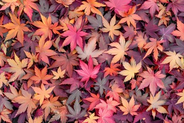 A pile of fallen autumn leaves on the forest floor, great for autumn themed designs or environmental projects