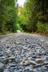 Fototapeta premium A winding gravel road through dense forest foliage