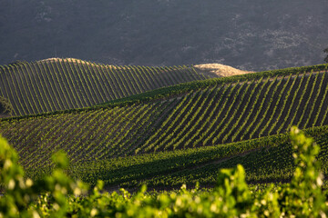 Dramatic image of sunrise over a vineyard in Sonoma valley, California with sunlit hilltops and rows of grape vines.