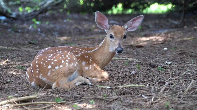 White-tailed deer fawn resting under pine trees on a hot summer afternoon.