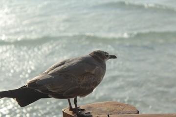 Bird resting on a pole over the ocean