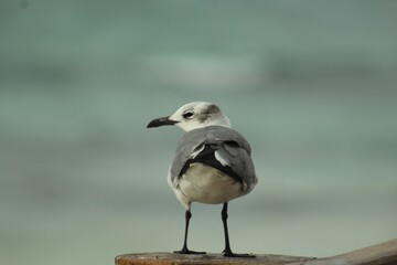 seagull close up in the beach