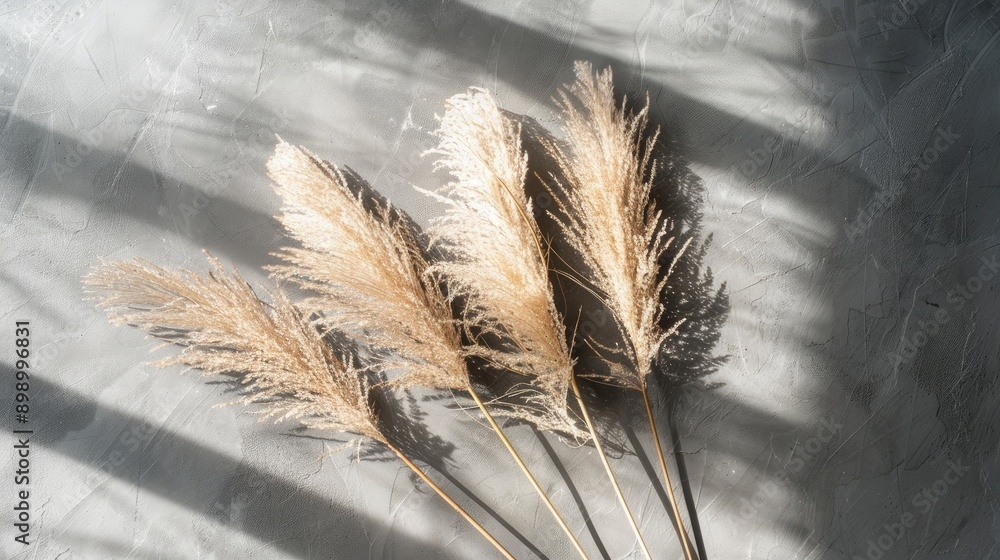 Poster dried pampas grass on rustic backdrop with shadows neutral tones minimalistic nature themed selectiv