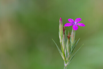 closeup of Deptford pink wildflower