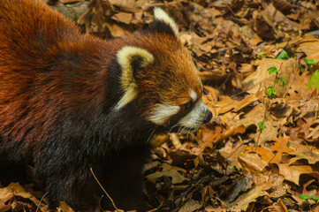 red panda in the zoo