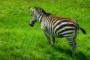 Obraz premium Zebra in the field