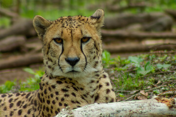 portrait of a cheetah