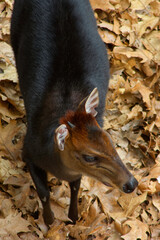 duiker