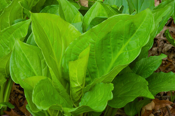skunk cabbage leaves closeup