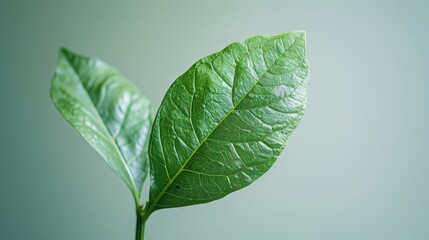 A fresh green leaf on an isolated background