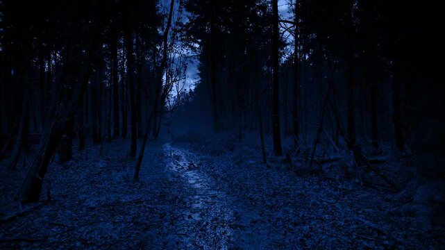 Lightning Strikes On Dark Forest Trail Moving Shot
