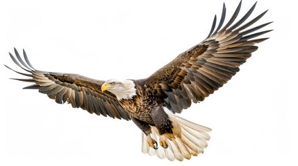 Obraz premium A majestic eagle in flight on an isolated background