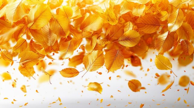 Graceful swirling golden autumn leaves against a white background, capturing the vibrant colors of fall in motion. Perfect for adding autumnal charm to any design