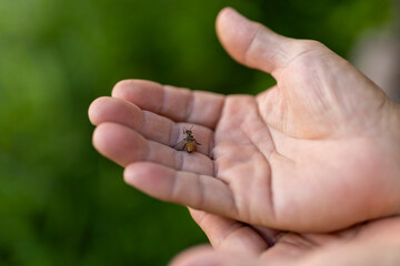 手の上の蜂
