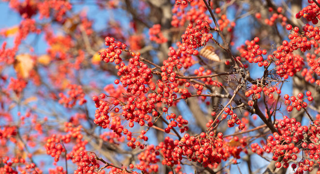 branch of rowan-tree with berries as natural background
