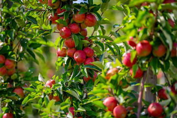 Apple tree plantation. Ripe red apples on a tree. Juicy apples. Apple orchard. Apple on tree in the garden. Harvest of fresh red apples.