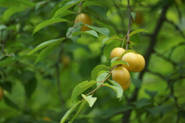 cherry plum on a tree branch