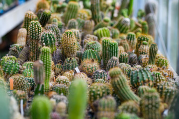 Cactus or Cacti Plants. Cactus plants. Background cactus with spines. Green thorn cactus. Big cacti.