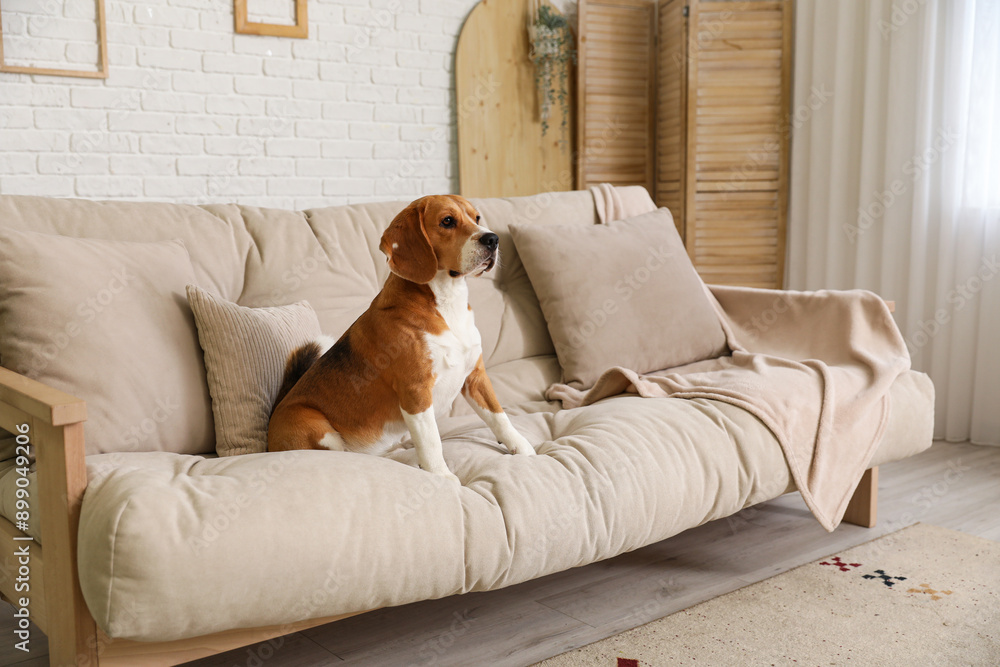 Poster cute beagle dog sitting on sofa in living room