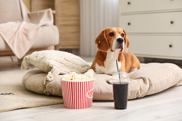 Cute Beagle dog with bucket of popcorn and plastic cup of cola lying in pet bed in living room